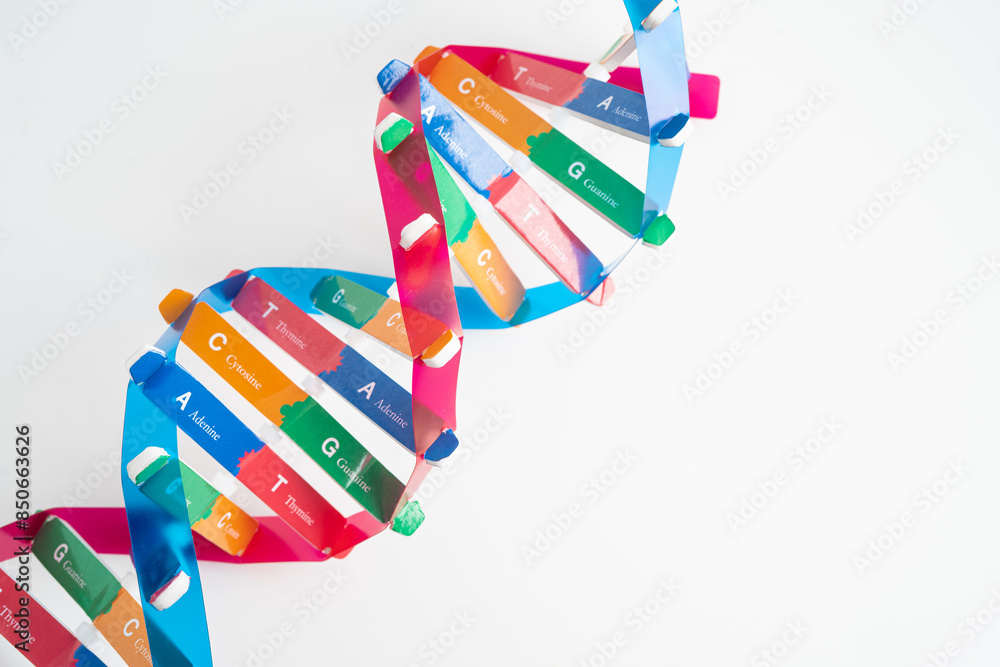 Obraz premium DNA or Deoxyribonucleic acid is a double helix chains structure formed by base pairs attached to a sugar phosphate backbone.