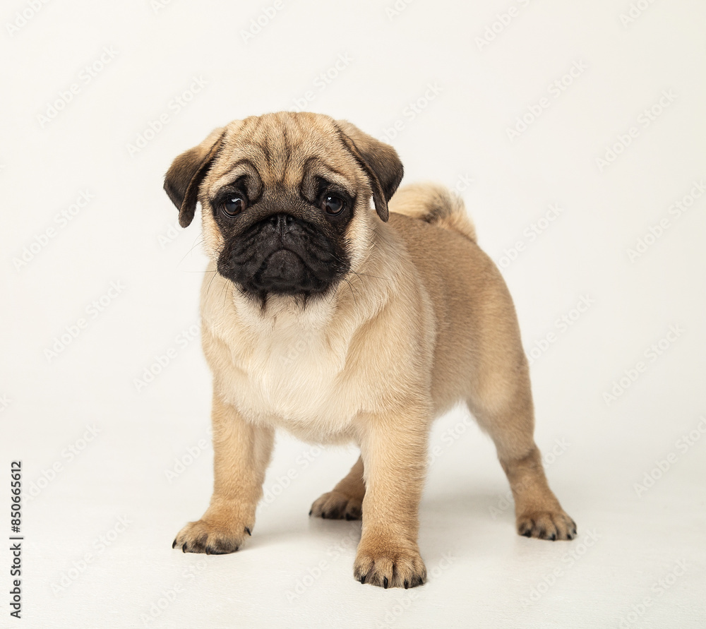 Obraz premium Funny pug puppy in the studio on a white background. Pug in the studio posing. Beautiful purebred puppy. Funny puppy with a black muzzle poses. Photo session of a pug in the studio 