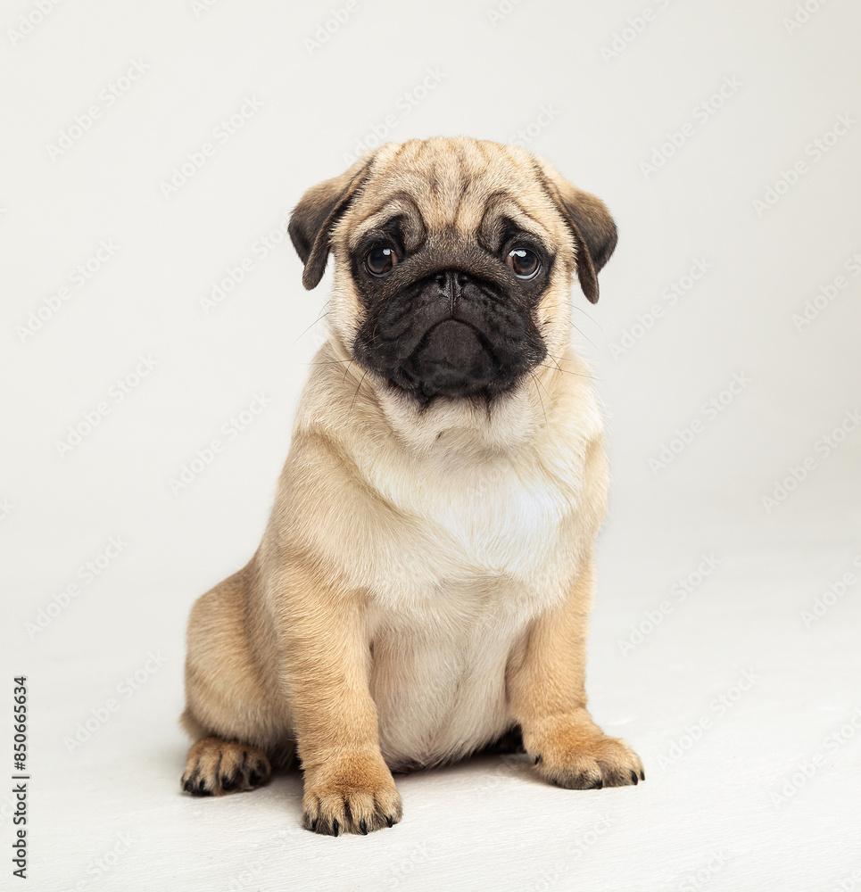 Funny pug puppy in the studio on a white background.
Pug in the studio posing.
Beautiful purebred puppy.
Funny puppy with a black muzzle poses.
Photo session of a pug in the studio Funny pug puppy in the studio on a white background.
Pug in the studio posing.
Beautiful purebred puppy.
Funny puppy with a black muzzle poses.
Photo session of a pug in the studio