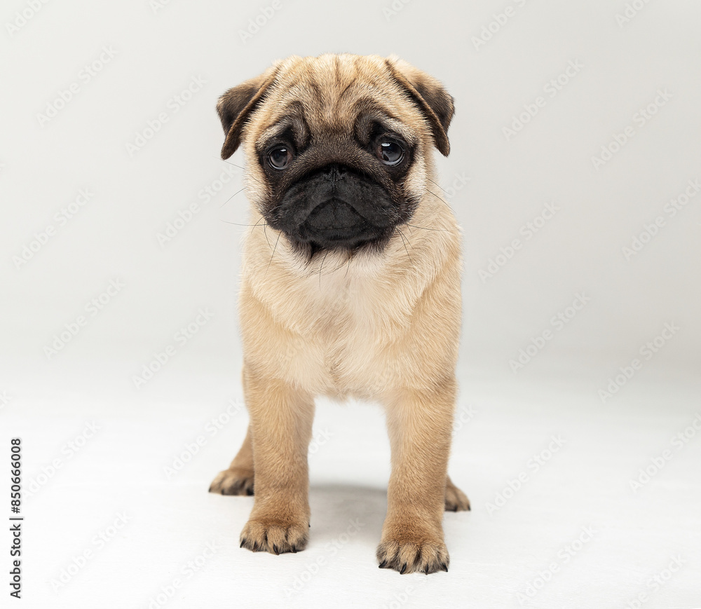 Obraz premium Funny pug puppy in the studio on a white background. Pug in the studio posing. Beautiful purebred puppy. Funny puppy with a black muzzle poses. Photo session of a pug in the studio 