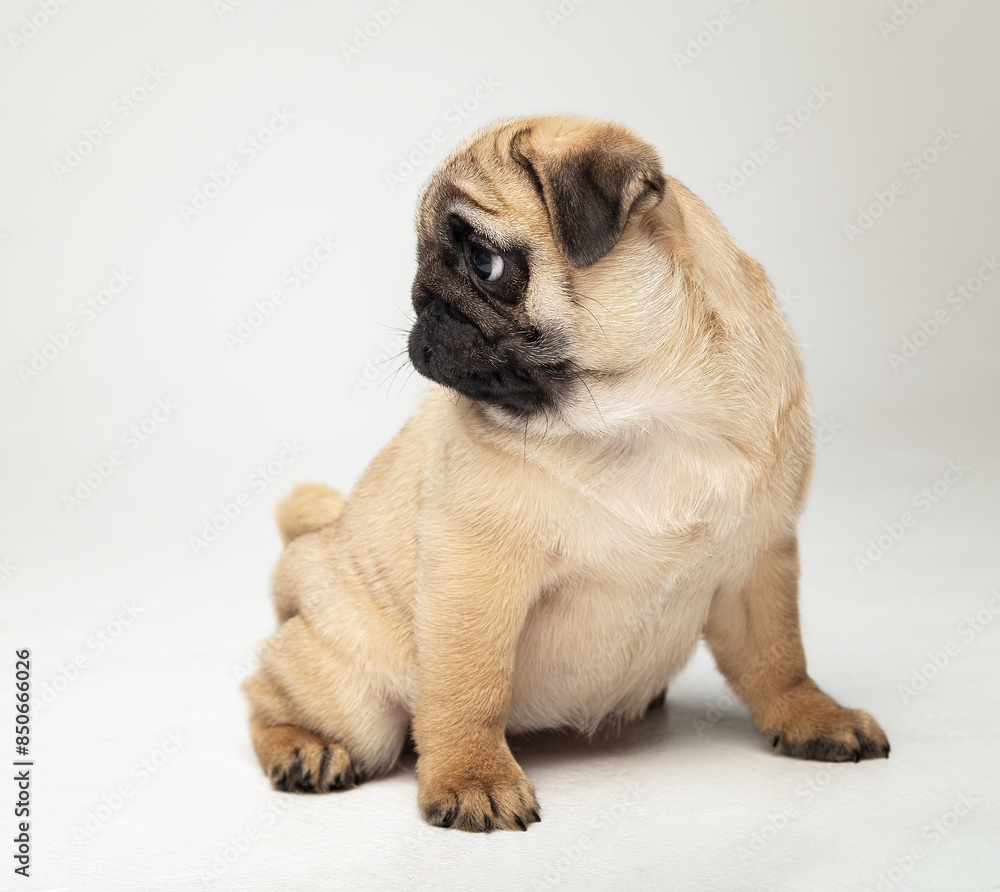 Funny pug puppy in the studio on a white background.
Pug in the studio posing.
Beautiful purebred puppy.
Funny puppy with a black muzzle poses.
Photo session of a pug in the studio Funny pug puppy in the studio on a white background.
Pug in the studio posing.
Beautiful purebred puppy.
Funny puppy with a black muzzle poses.
Photo session of a pug in the studio
