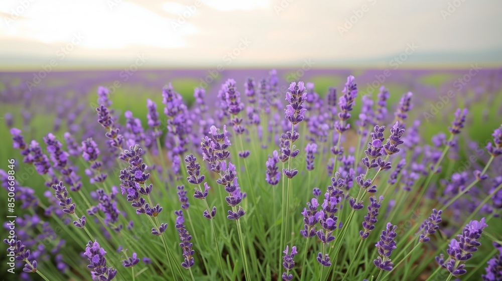 Obraz premium /imagine A picturesque view of a lavender field in full bloom, stretching as far as the eye can see. The vibrant purple flowers contrast beautifully with the green stems and the soft