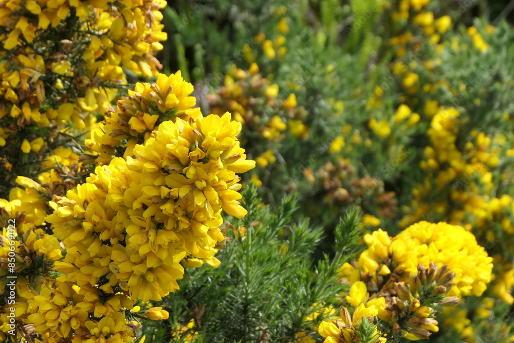 Gorse bush with yellow flowers Gorse bush with yellow flowers