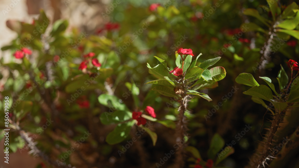 Close-up of the tropical euphorbia milii, crowned with vibrant red flowers amid thorny stems. Close-up of the tropical euphorbia milii, crowned with vibrant red flowers amid thorny stems.