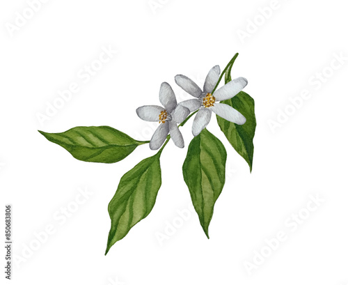 Watercolor lemon blossom branch. Botanical flower branch illustration.