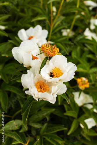 Many fragile small white peonies with yellow center in full bloom on bush on a sunny day, bee is sitting on flower.