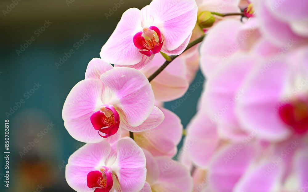 A close-up photo of the blooming butterfly orchid A close-up photo of the blooming butterfly orchid