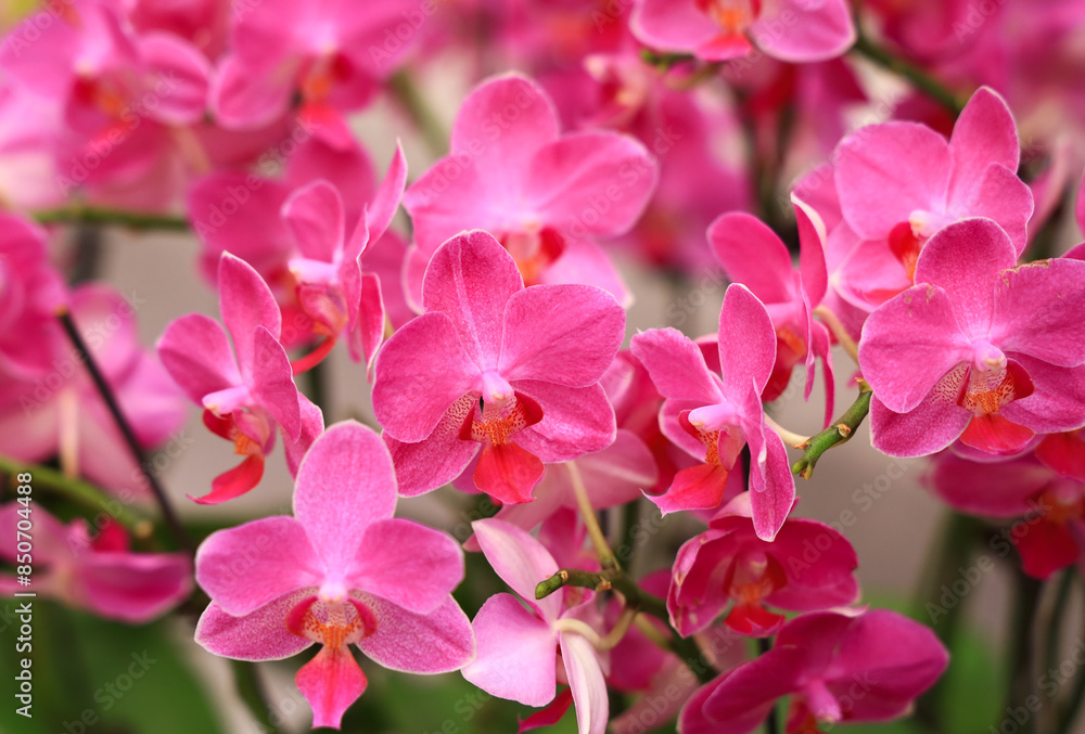 A close-up photo of the blooming butterfly orchid A close-up photo of the blooming butterfly orchid