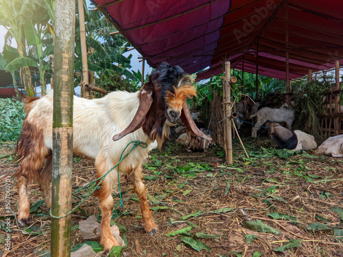 A goat at the sale of sacrificial goats ahead of the Eid al adha celebration. Goat for sacrifice in Islamic celebrations photo