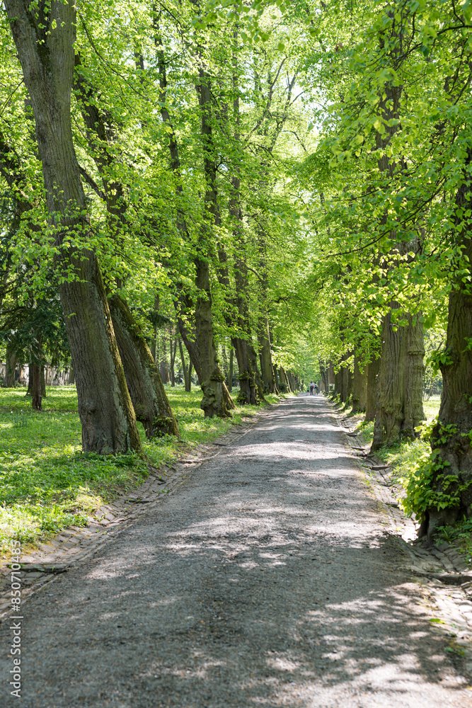 Fototapeta premium Weg durch den Park