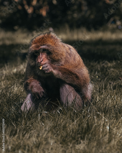 Macaque Monkeys at Play photo