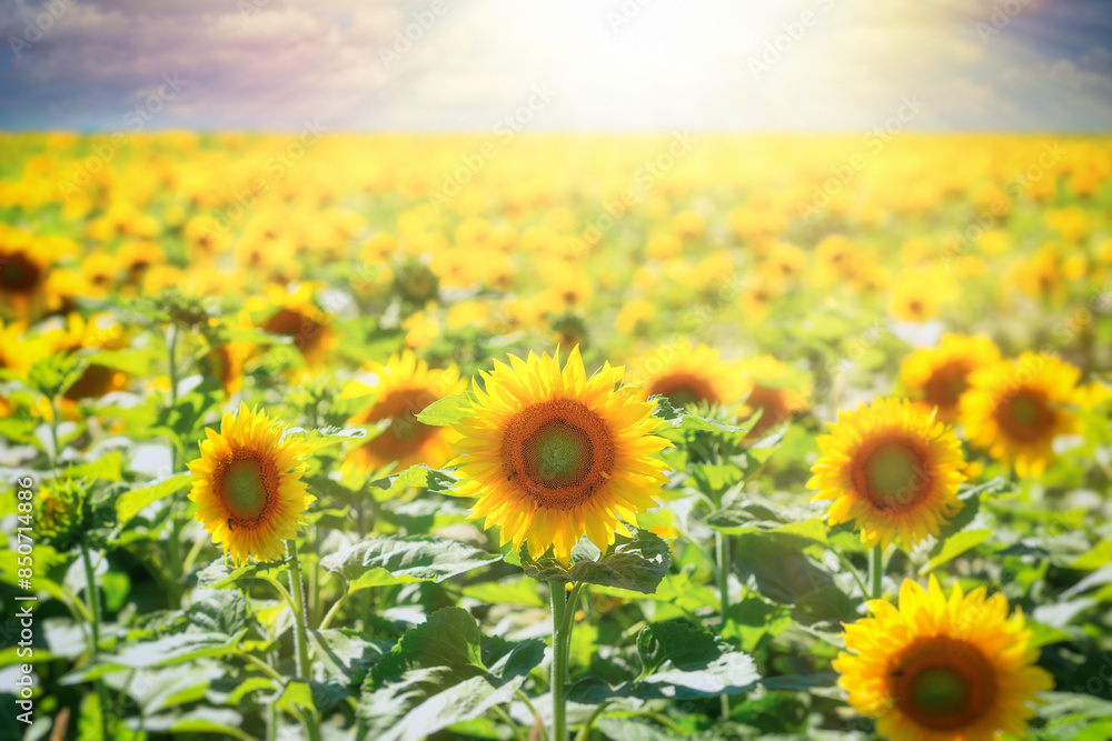 Obraz premium Field of sunflowers, flowering sunflowers in meadow, sunflowers lit by sunlight, beautiful landscape in summer