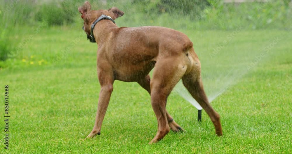 A wet German Boxer shakes off water after playing on a lawn with an active sprinkler system. A wet German Boxer shakes off water after playing on a lawn with an active sprinkler system.