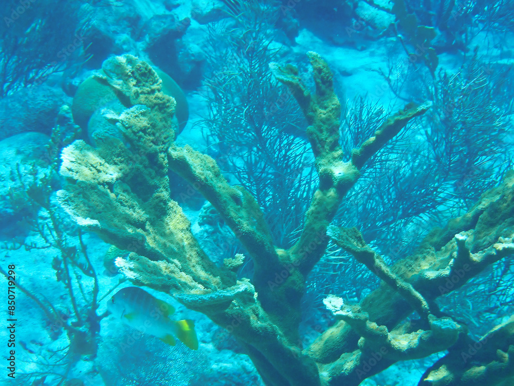 Naklejka premium Elkhorn coral (Acropora palmata) an important reef-building coral in the Caribbean and a critically endangered species, Bonaire, Caribbean Netherlands