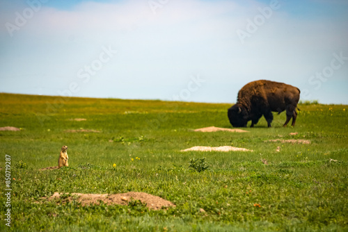 Prairie dog and a buffalo in the Black Hills of South Dakota