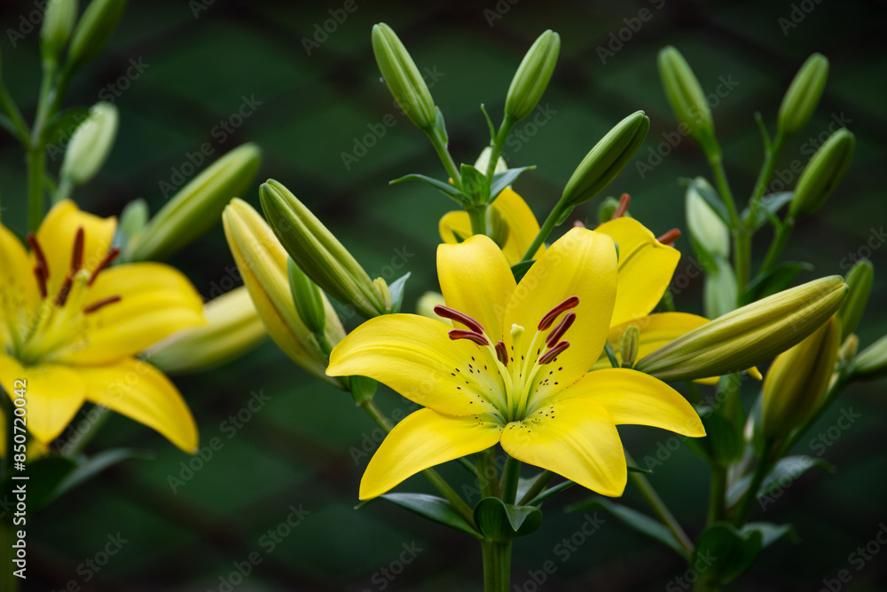 Beautiful fresh yellow lilies. Flowers in the park. Beauty in nature. Close up. Beautiful fresh yellow lilies. Flowers in the park. Beauty in nature. Close up.