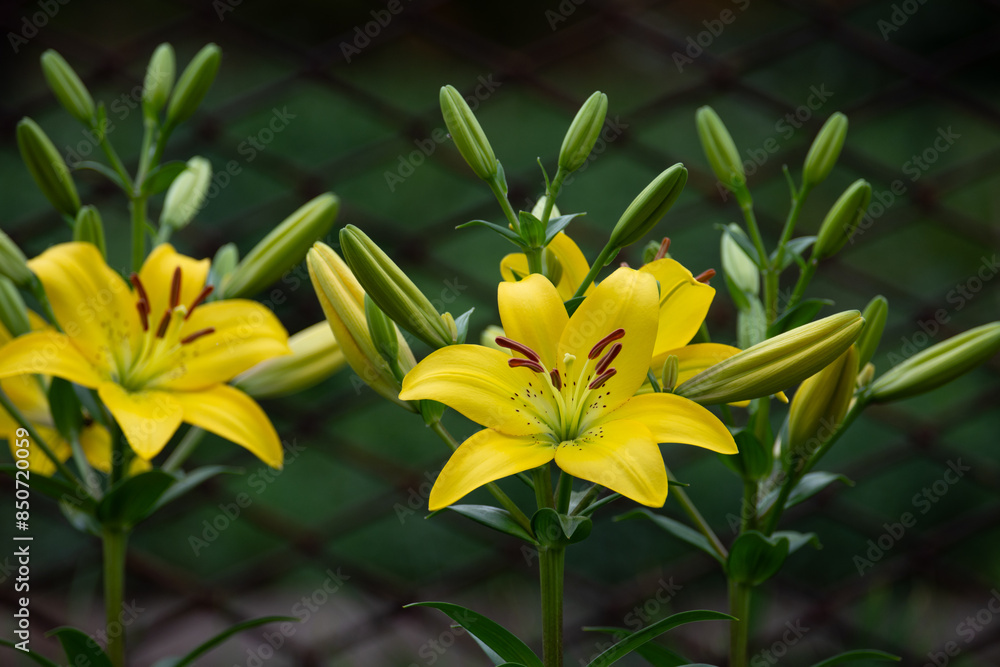 Beautiful fresh yellow lilies. Flowers in the park. Beauty in nature. Close up. Beautiful fresh yellow lilies. Flowers in the park. Beauty in nature. Close up.