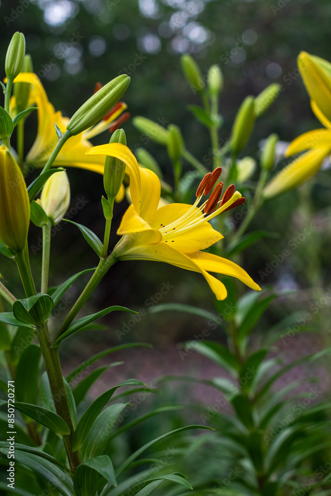 Obraz premium Beautiful fresh yellow lilies. Flowers in the park. Beauty in nature. Close up.