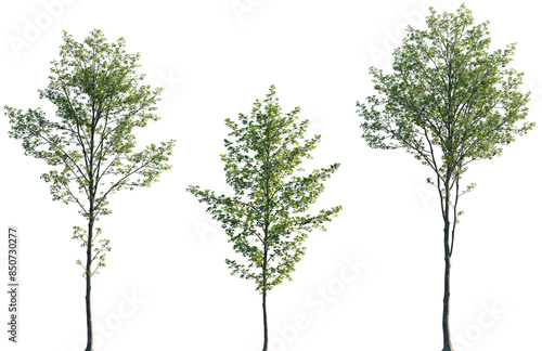 Obraz na plátne Alnus glutinosa young tree frontal set street isolated png on a transparent back