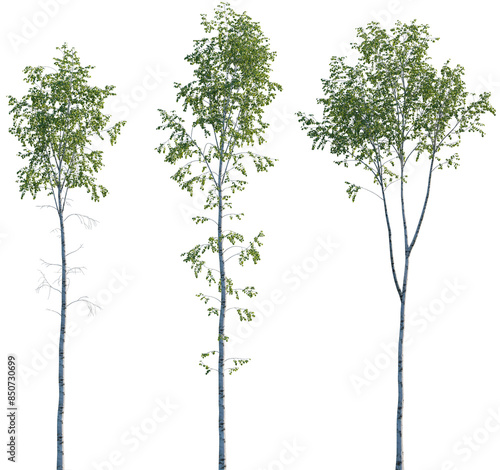 Set of silver birch trees betula pendula trees isolated png in sunny daylight on a transparent background perfectly cutout (common, european, european, weeping, european, white, silver, warty)