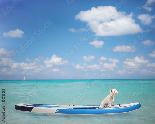 Westie terrier dog alone on a SUP board © Ljupco Smokovski