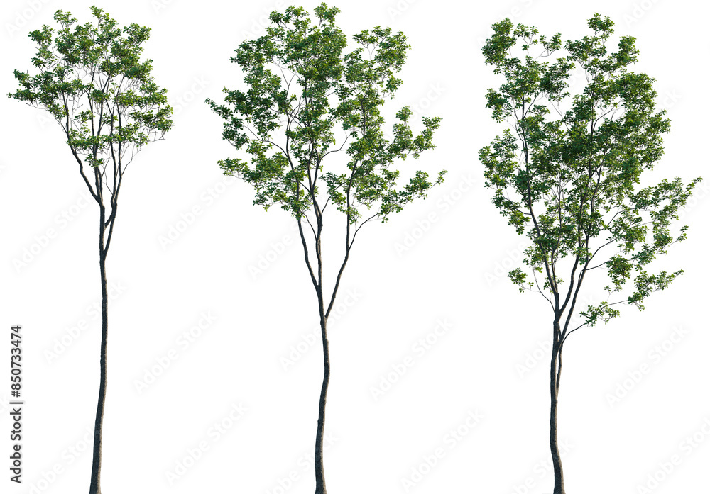 Obraz premium Quercus robur frontal set street trees isolated png in sunny daylight on a transparent background premium cutout (common, English, European, French, Pedunculate, Polish, Truffle Oak)