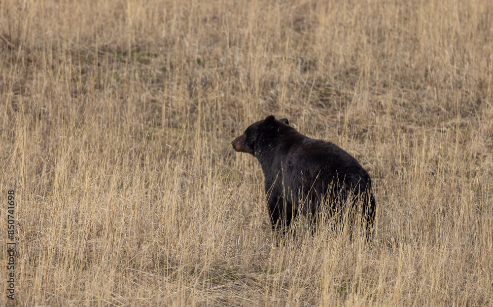 Black Bear in Yellowstone National Park Wyoming in Springtime Black Bear in Yellowstone National Park Wyoming in Springtime