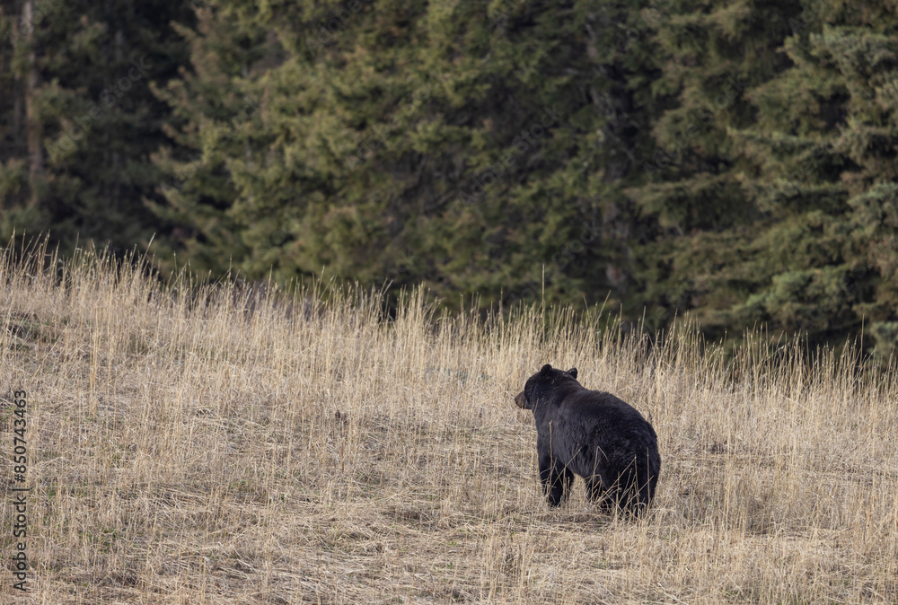 Black Bear in Yellowstone National Park Wyoming in Springtime Black Bear in Yellowstone National Park Wyoming in Springtime