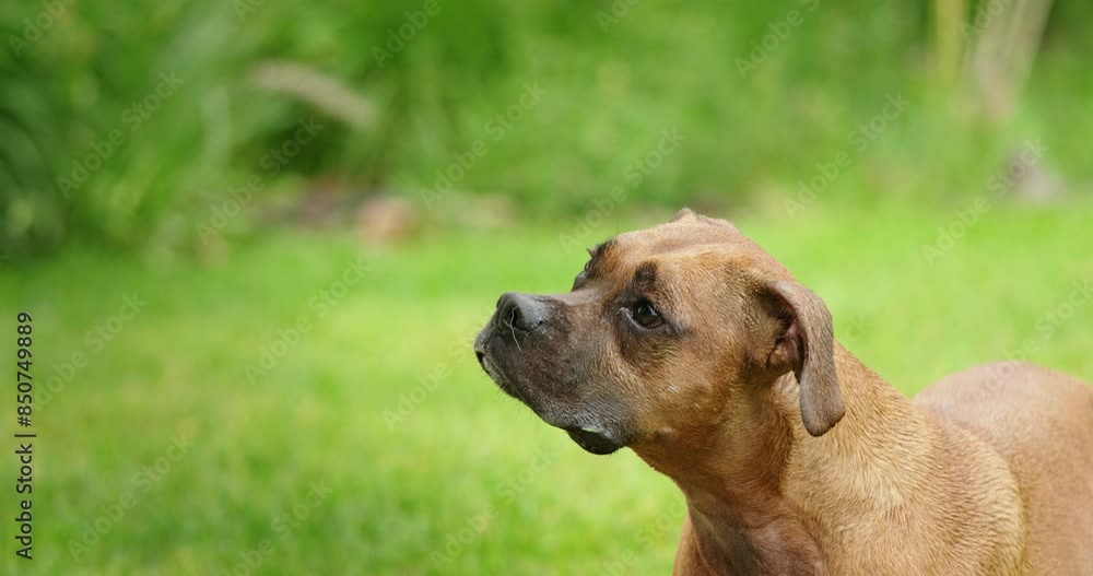 Portrait of a young German Boxer against a green lawn background. Portrait of a young German Boxer against a green lawn background.