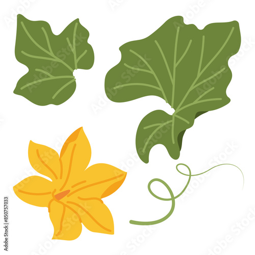 Pumpkin leaf, flower and vines plant. Hand drawn trendy flat style isolated on transparent background. Autumn Harvest, Thanksgiving concept. Vector illustration
