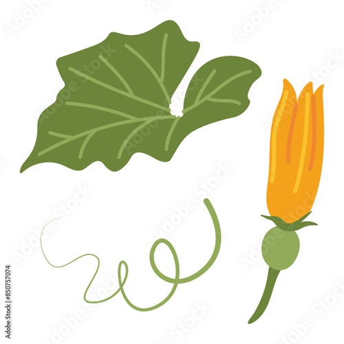 Pumpkin leaf, flower and vines plant. Hand drawn trendy flat style isolated on transparent background. Autumn Harvest, Thanksgiving concept. Vector illustration