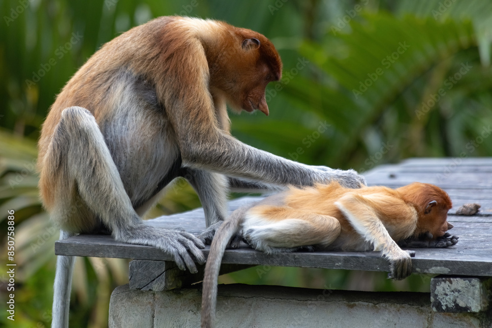 Naklejka premium Proboscis Monkey in Borneo rainforest looking for insects in Sandakan Malaysia