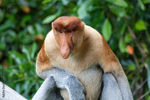 Proboscis Monkey portrait in Borneo rainforest Sandakan Malaysia