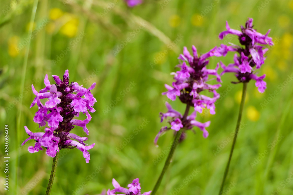 Close up of the wildflower Purple Betony (Stachys officinalis) also known as Hedgenettle or Bishopswort
Close up of the wildflower Purple Betony (Stachys officinalis) also known as Hedgenettle or Bishopswort