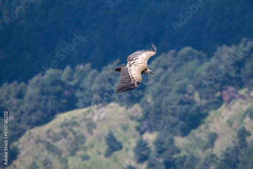 bird of prey flying over the mountains