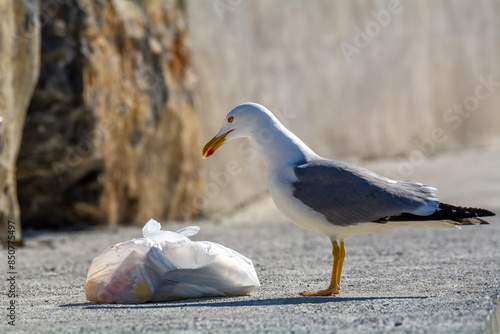 seagull with bag of garbage