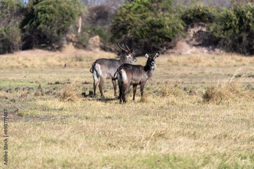 Naklejka premium View of Waterbuck in the field