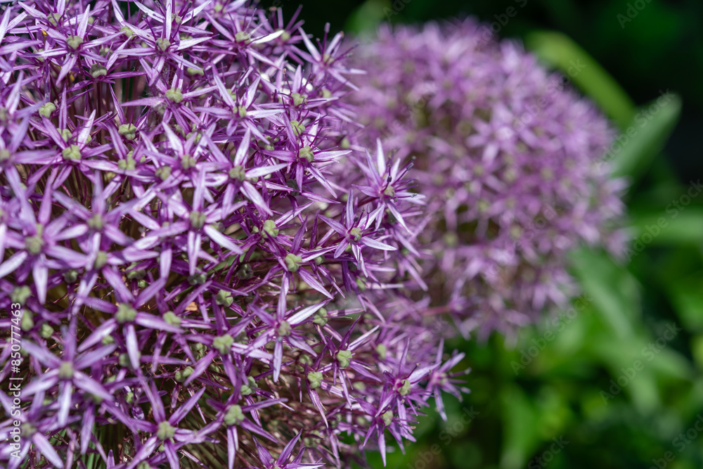 close-up of purple globe allium blossoms in spring close-up of purple globe allium blossoms in spring