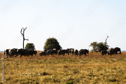 Photography View of the elephants on the meadow