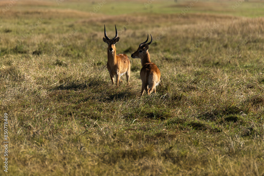 Fototapeta premium View of the gazelle on the meadow