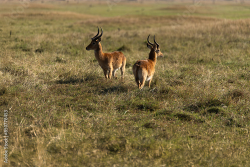 Wallpaper Mural View of the gazelle on the meadow Torontodigital.ca