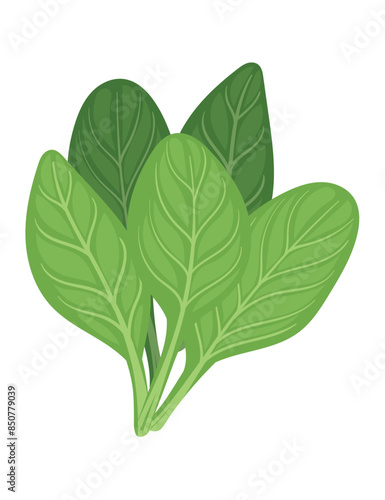 Green fresh spinach leaves tasty organic salad simple design vector illustration isolated on white background