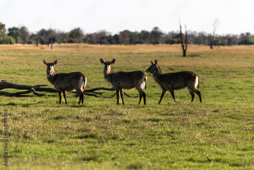 View of Waterbuck in the field View of Waterbuck in the field