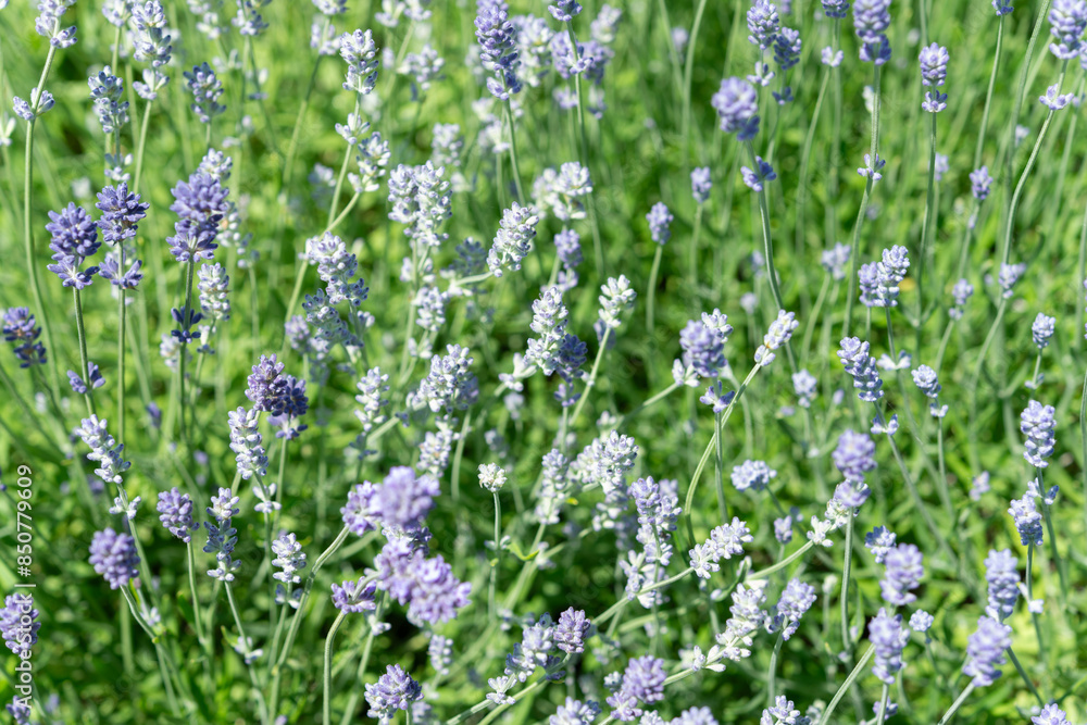 Obraz premium close-up of purple lavender