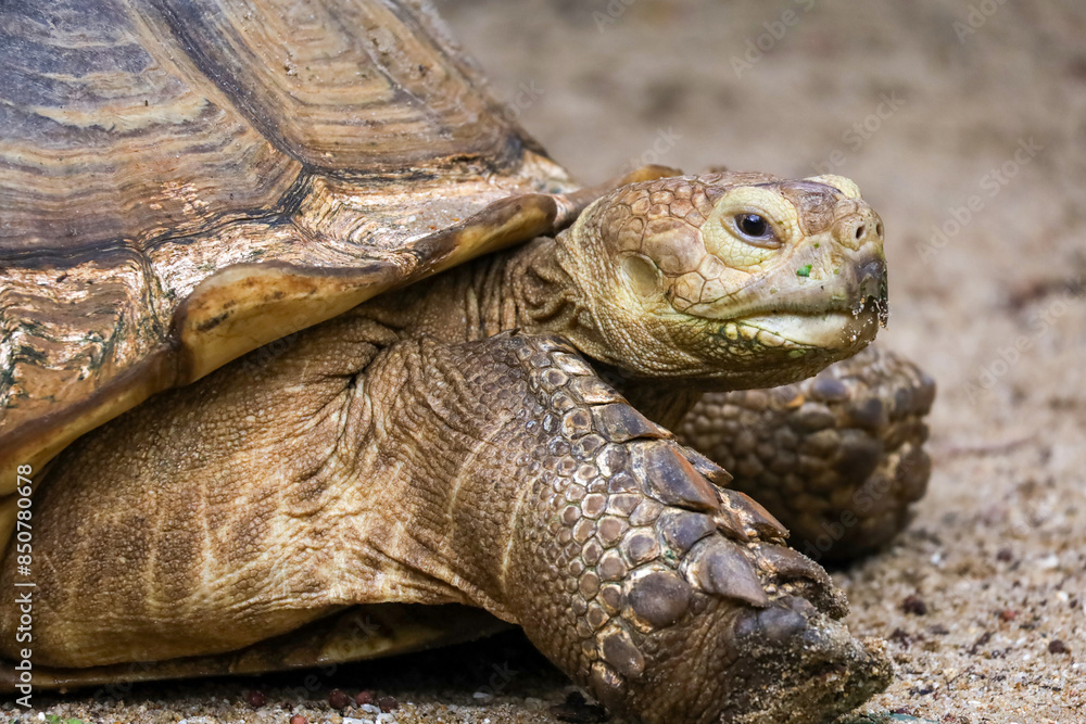 Close up head Sulcata tortoise in the garden at thailand Close up head Sulcata tortoise in the garden at thailand
