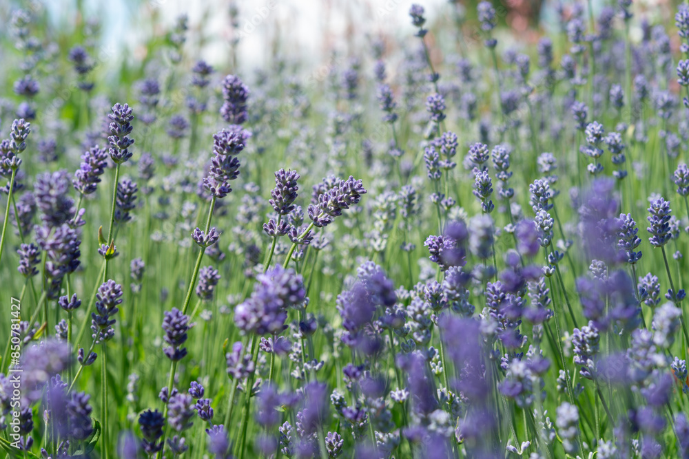 Obraz premium low-angle view of purple lavender