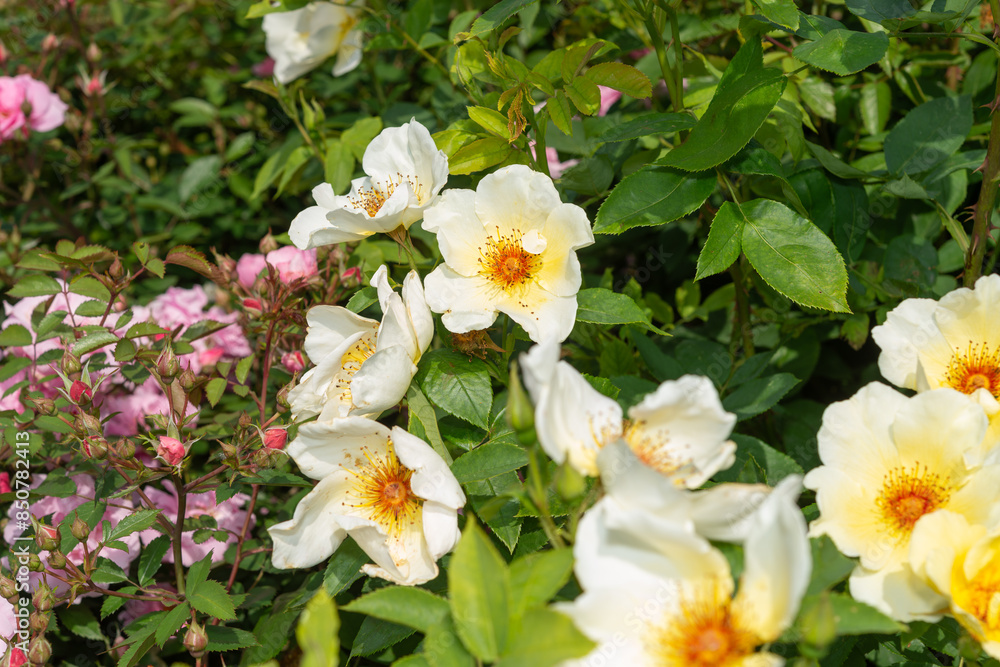 yellow rose bush with single petal blooms yellow rose bush with single petal blooms