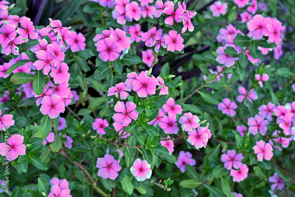 catharanthus roseus catharanthus roseus