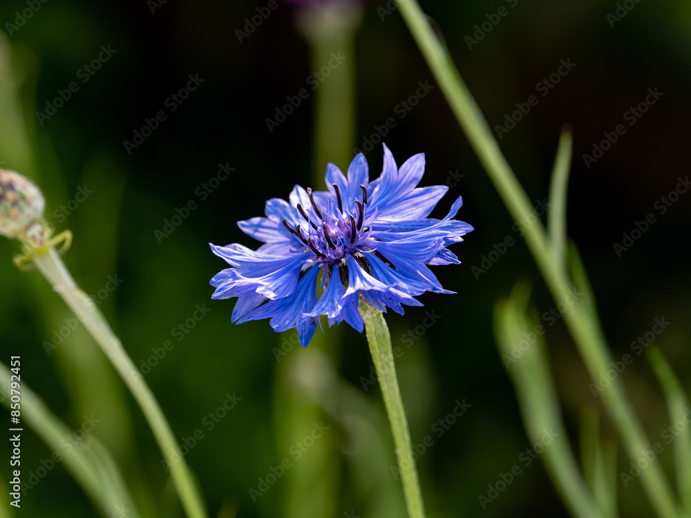 single blue corn flower blooms above grass field 4 single blue corn flower blooms above grass field 4