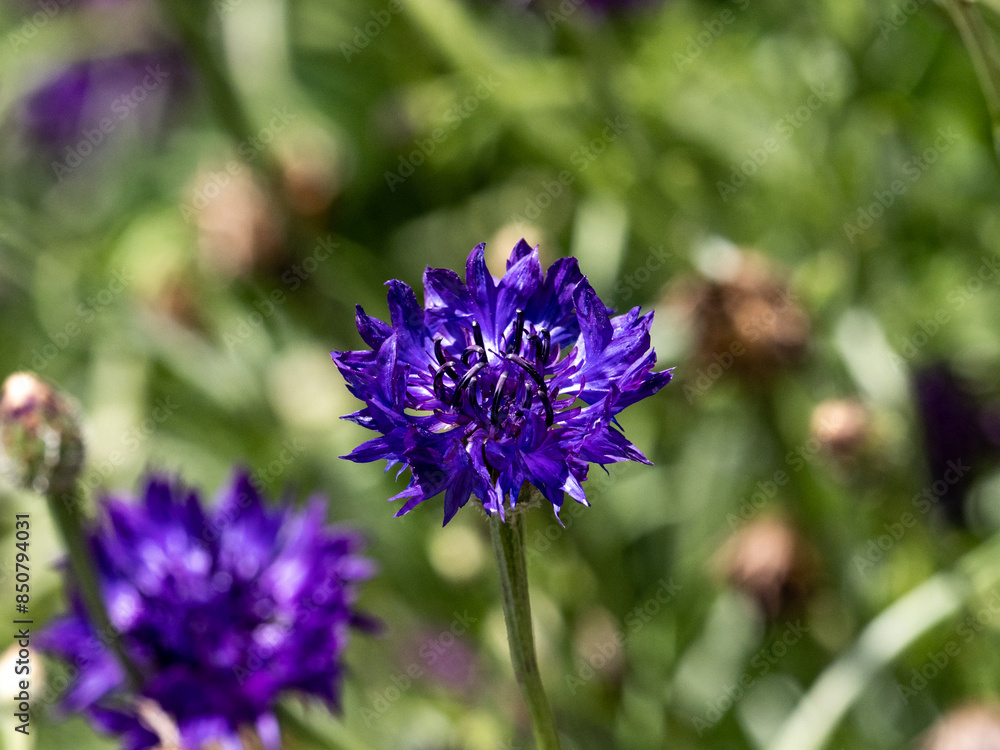 Obraz premium single purple corn flower blooms above grass field